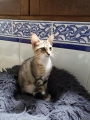 ABY