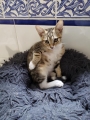 ABY