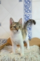 ABY