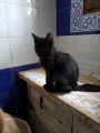 ARTEMIS