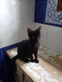 ARTEMIS