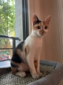 ASTRID