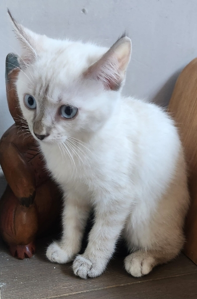 BABETTE