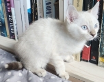 BABETTE