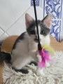 BABETTE