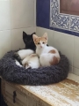 BANJI