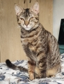 BAYLA