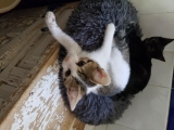 BERLIOZ