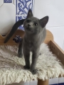 BLUEY