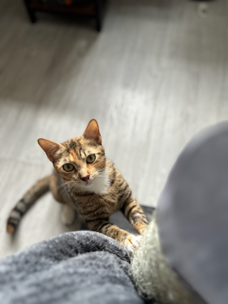 BOULETTE