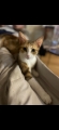 CALICO