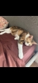CALICO