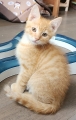 DARWIN