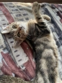 EZIO