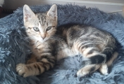 EZIO