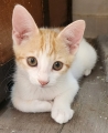 GINGER