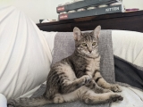 LOKI