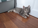 LOKI