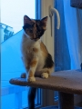 LYLA