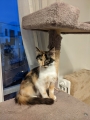 LYLA