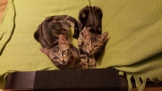 MARCUS et LEO