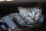 MIMI