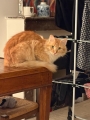 MIRABELLE
