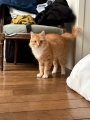MIRABELLE