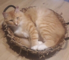MIRABELLE