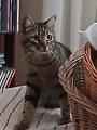 OKAROON