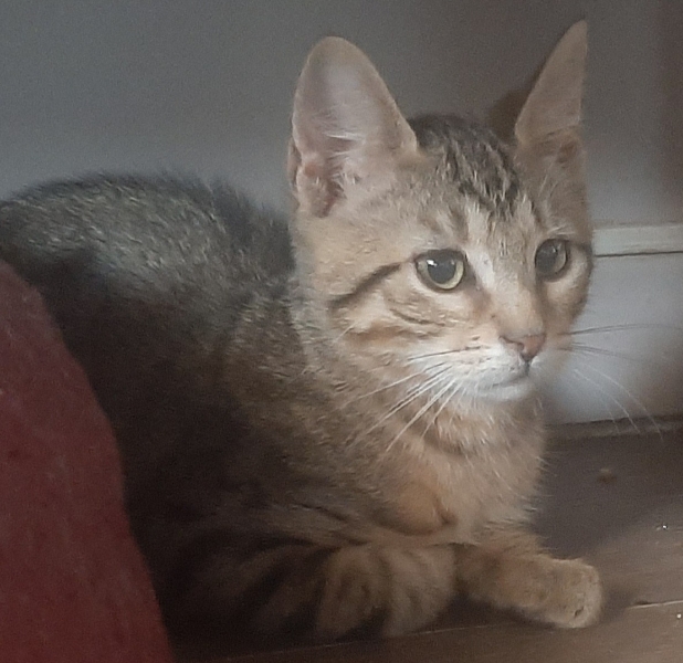 PATCHI