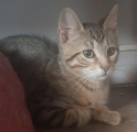 PATCHI