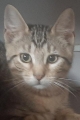 PATCHI