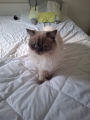 ROMEO