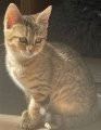 SALLY