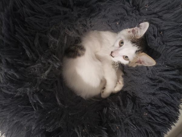 SAM