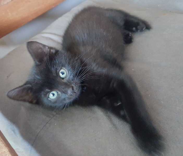 SELMA