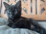 SELMA
