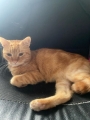 SIMBA