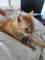 SIMBA