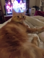 SIMBA
