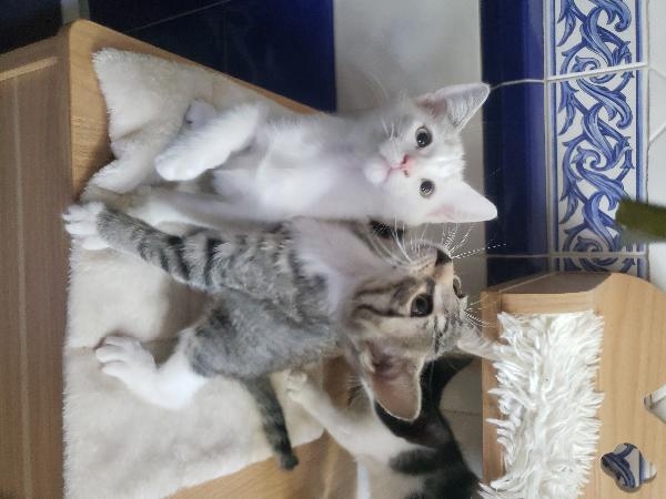 SNOWBELL