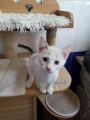 SNOWBELL
