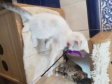 SNOWBELL