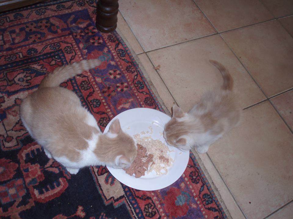 Bénévoles de l’association auprès des chats