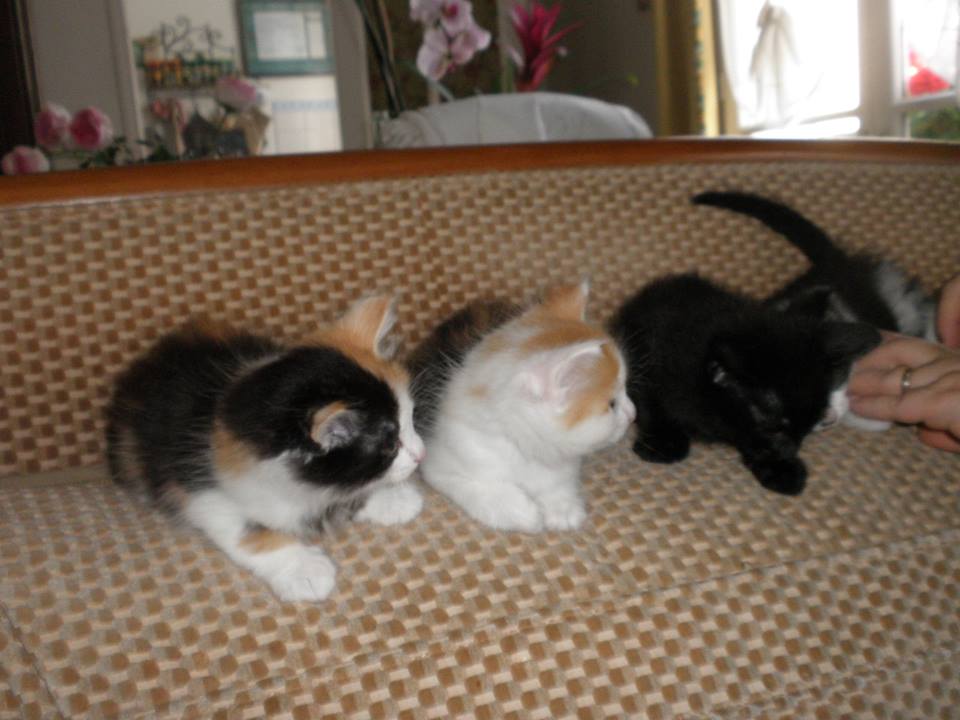 Chatons de l’association