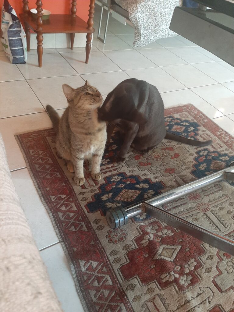 Bernice, chat adopté par Caresses de Chat 94
