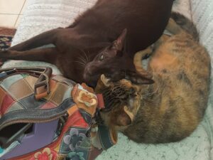 Bernice, chat adopté par Caresses de Chat 94
