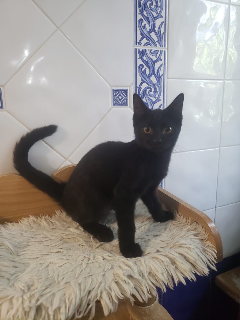 Batou, chat à l’adoption, Caresses de Chat 94 (Saint-Maur-des-Fossés, 94)