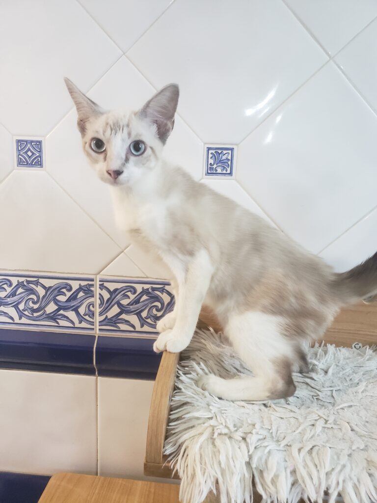 Bowie, chat à l’adoption, Caresses de Chat 94 (Saint-Maur-des-Fossés, 94)